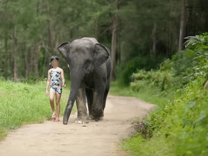 Elephant Bathing attraction 1