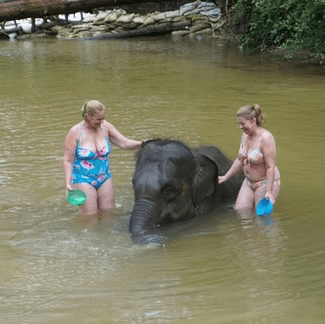 Elephant Bathing attraction 2
