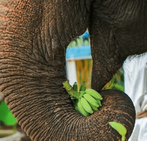 Elephant Bathing attraction 4