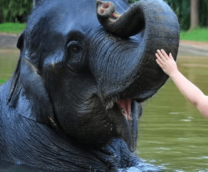 Elephant Bathing attraction 5