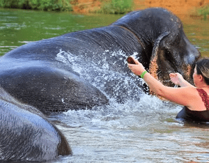 Elephant Bathing attraction 6
