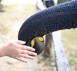 Elephant Bathing attraction 7
