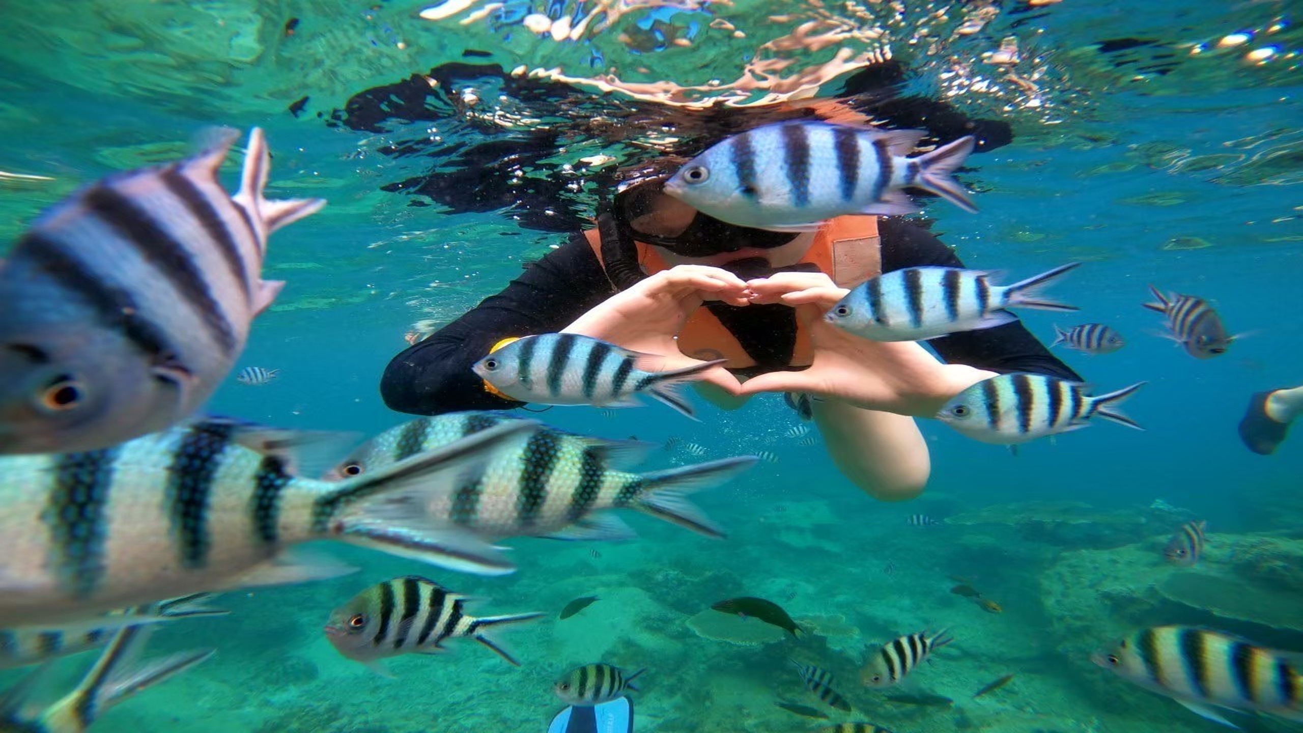 טיול שייט לקו טאו וקו נאנג יואן (Koh Tao & Koh Nangyuan)4